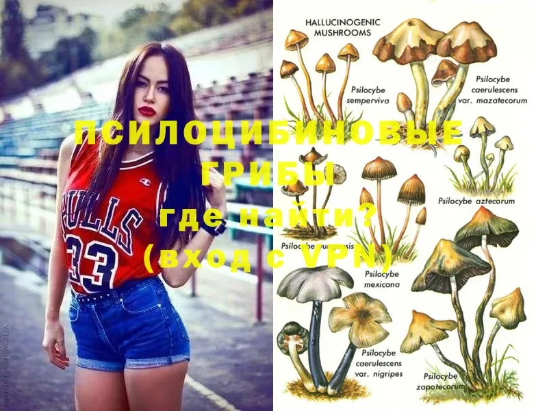 Псилоцибиновые грибы Psilocybe  Артёмовск 